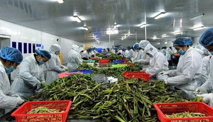 湖南沅江:依托優勢 蘆筍產業劍指百億