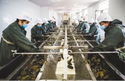 大連市 做強(qiáng)優(yōu)勢(shì)農(nóng)業(yè)產(chǎn)業(yè)，筑牢鄉(xiāng)村振興之基